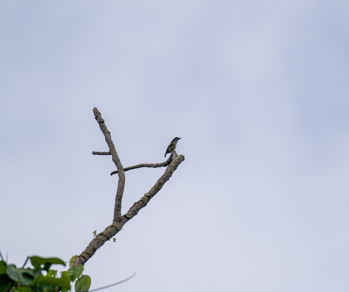 Yellow-throated Tinkerbird - ML616796764