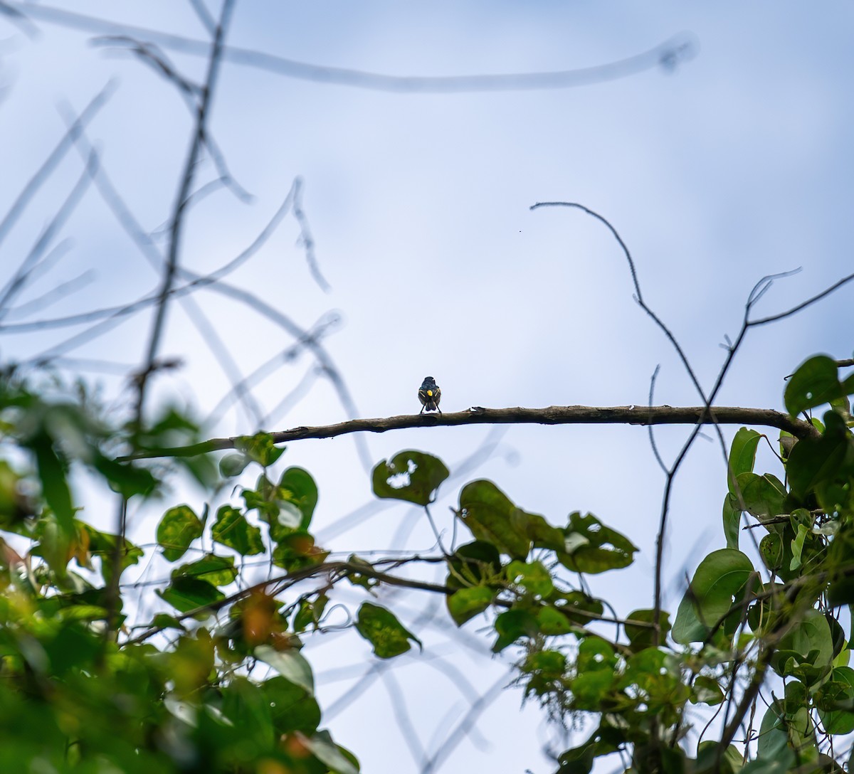 Yellow-throated Tinkerbird - ML616796769