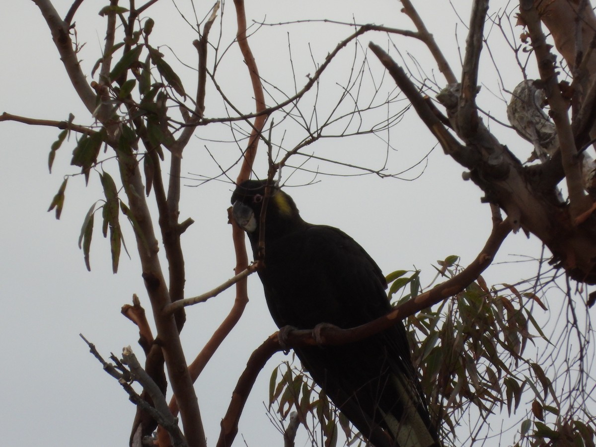 Yellow-tailed Black-Cockatoo - ML616796871
