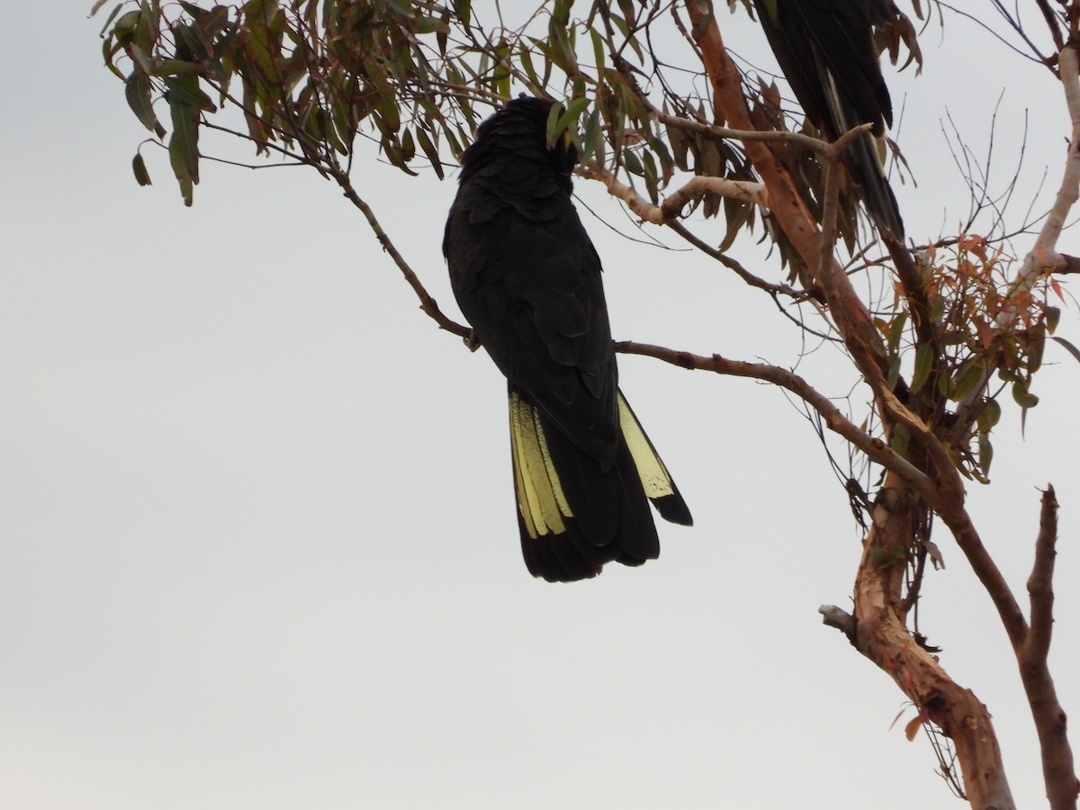 Yellow-tailed Black-Cockatoo - ML616796872