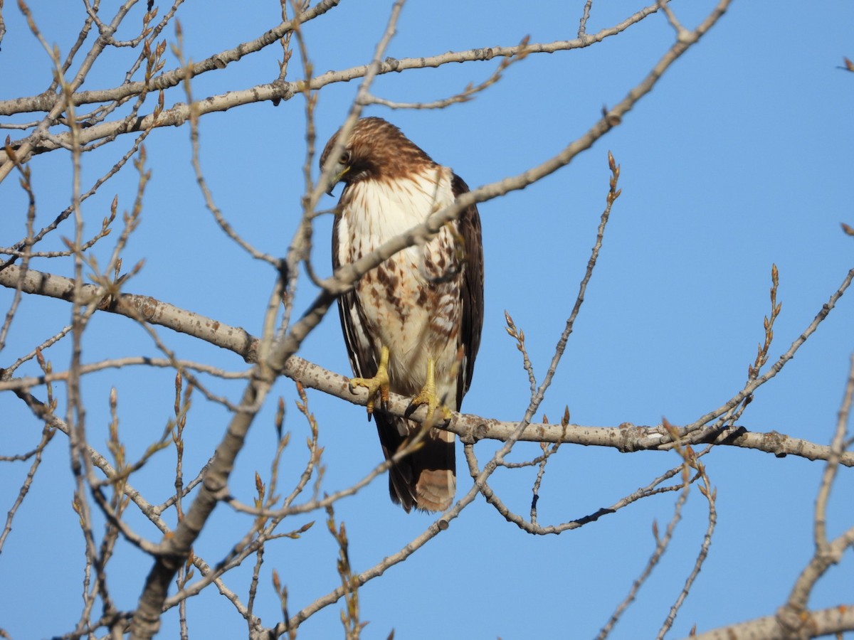 Red-tailed Hawk - ML616796889