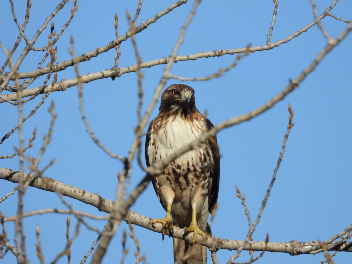Red-tailed Hawk - ML616796891