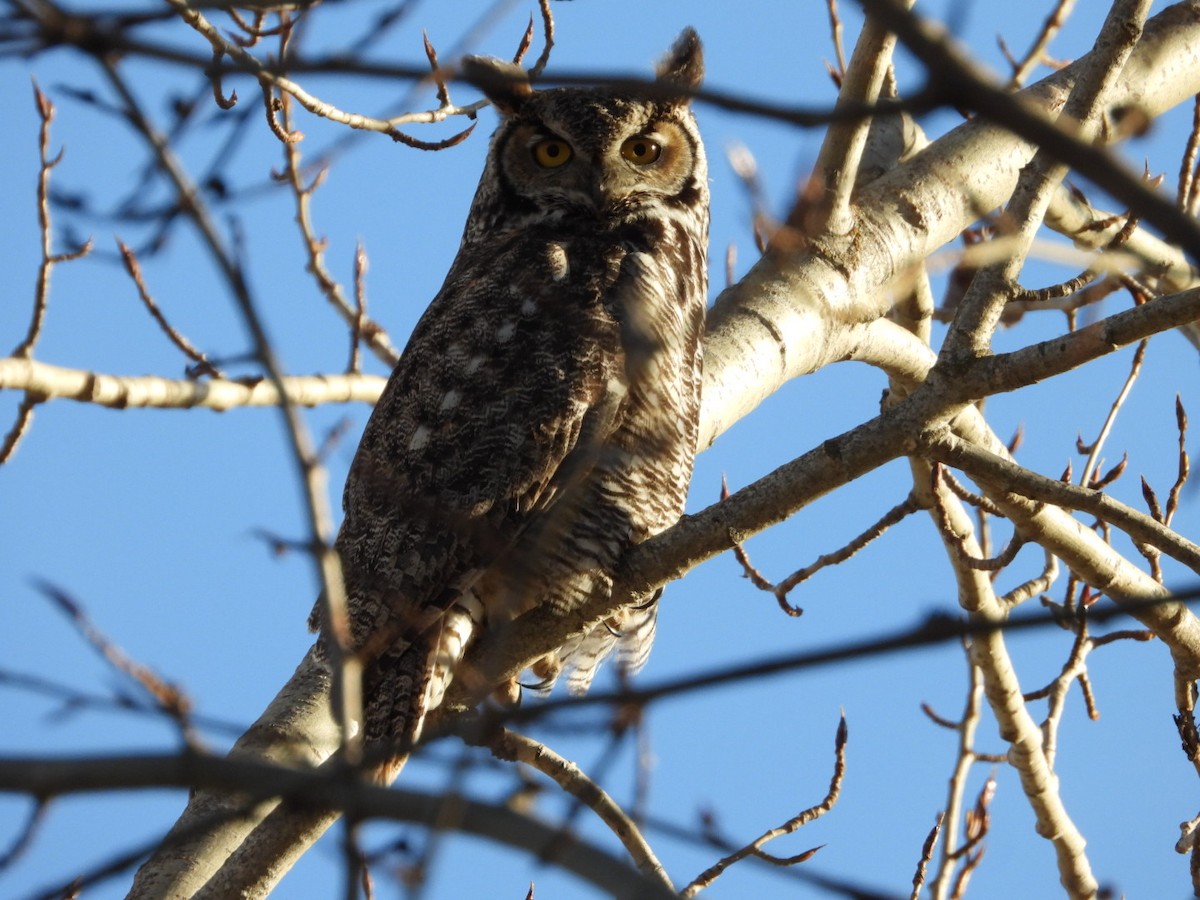 Great Horned Owl - ML616796922