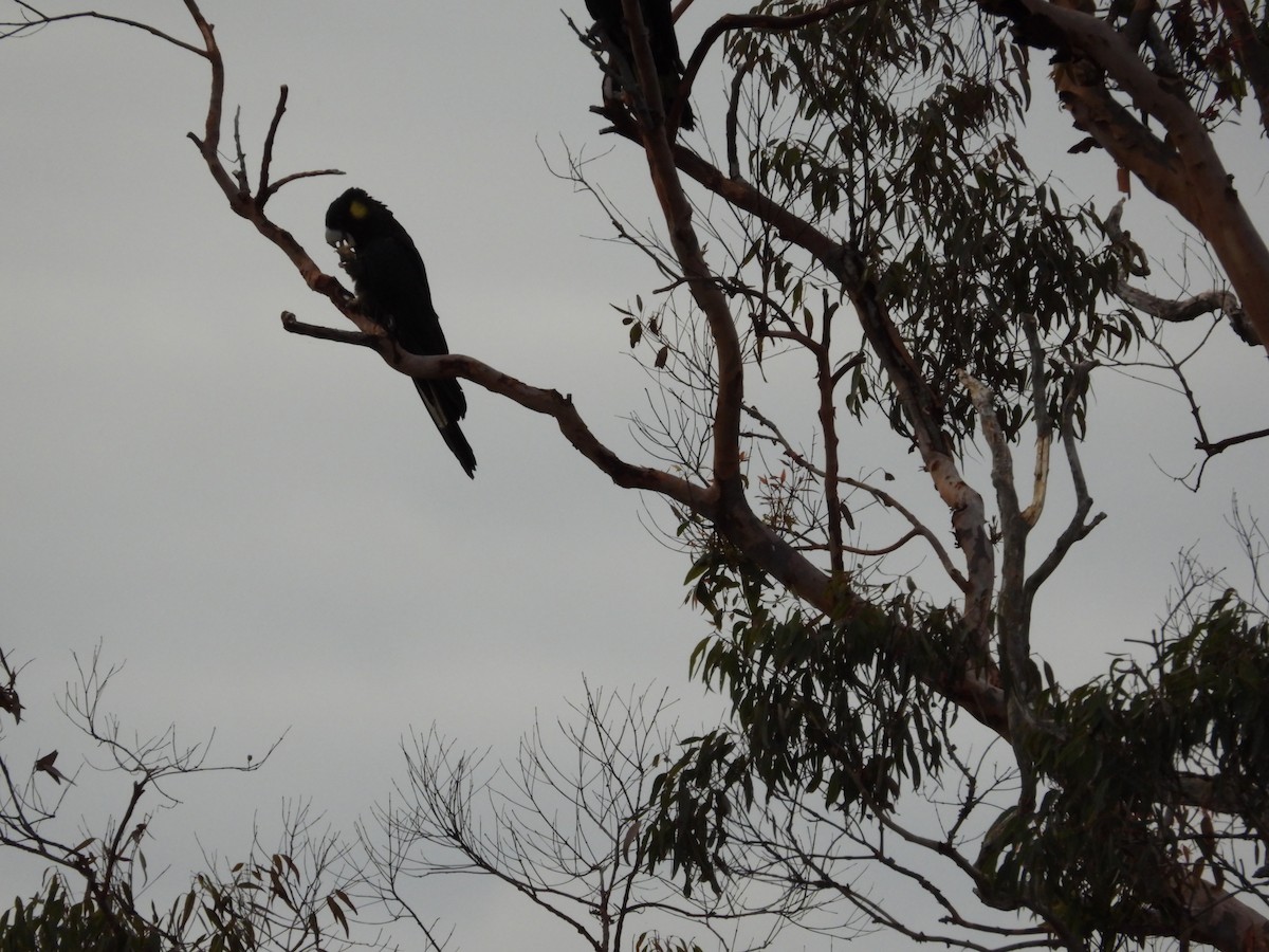 Yellow-tailed Black-Cockatoo - ML616796947