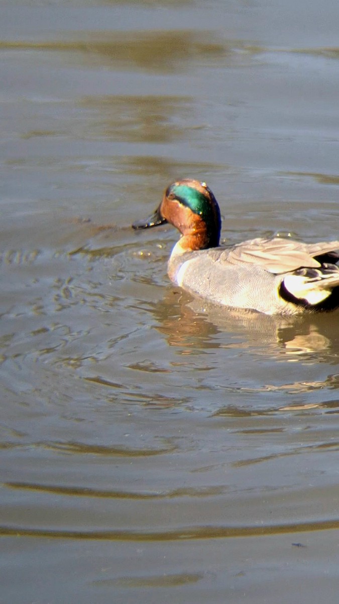 Green-winged Teal - ML616796953