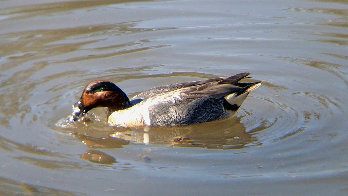 Green-winged Teal - ML616796954