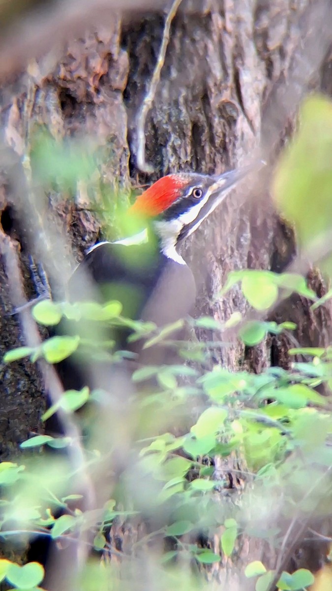 Pileated Woodpecker - ML616797097