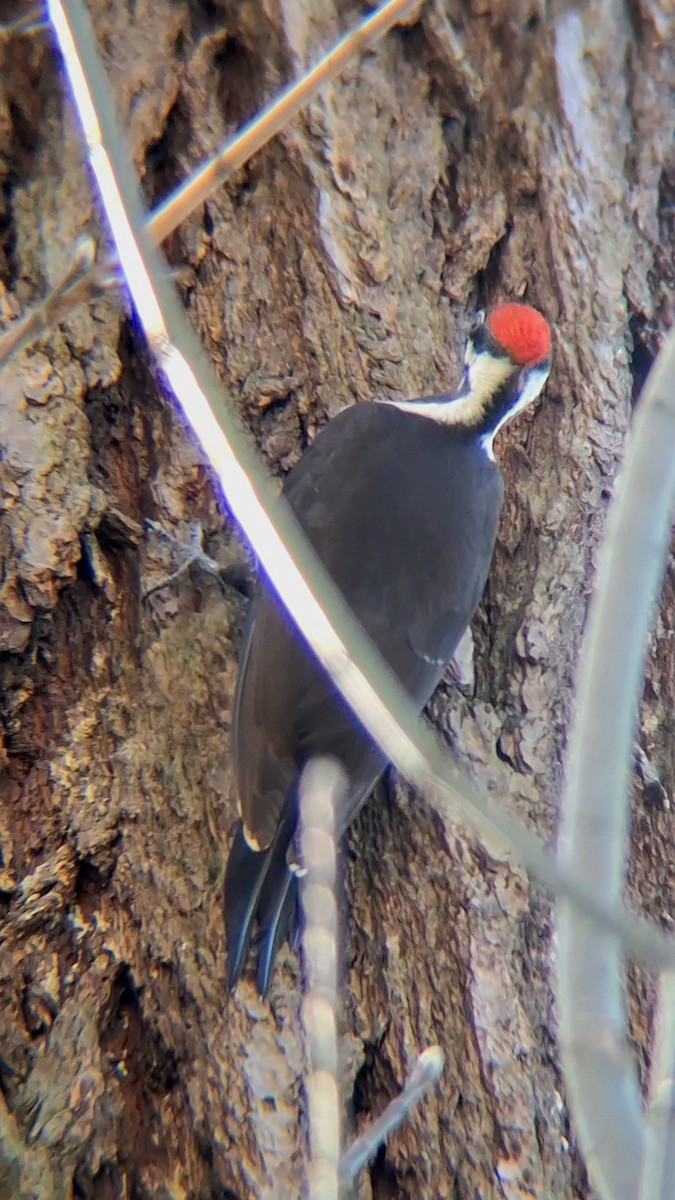 Pileated Woodpecker - ML616797098