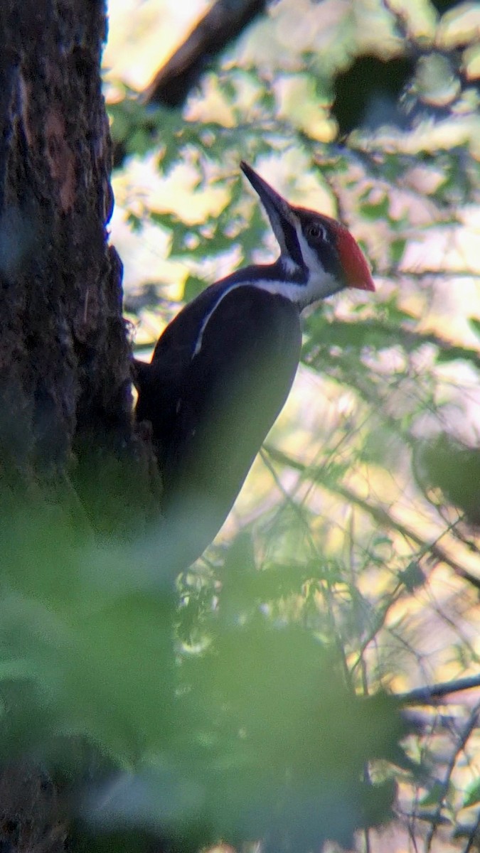Pileated Woodpecker - ML616797099