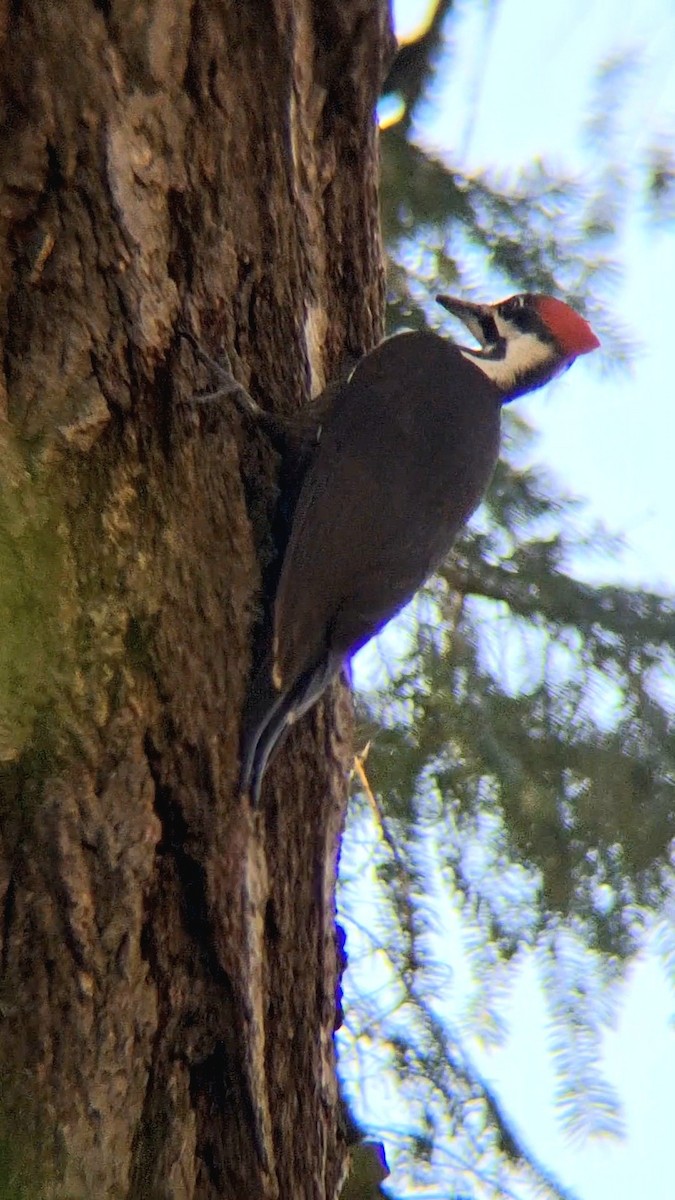 Pileated Woodpecker - ML616797100