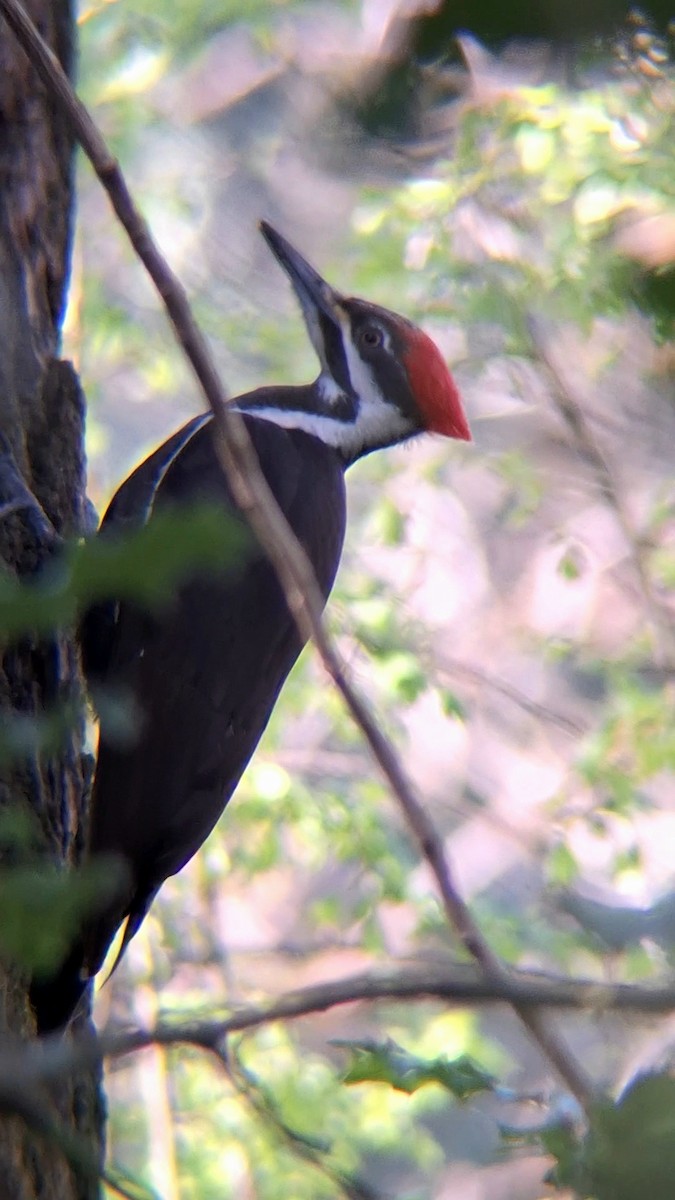 Pileated Woodpecker - F. Rainey