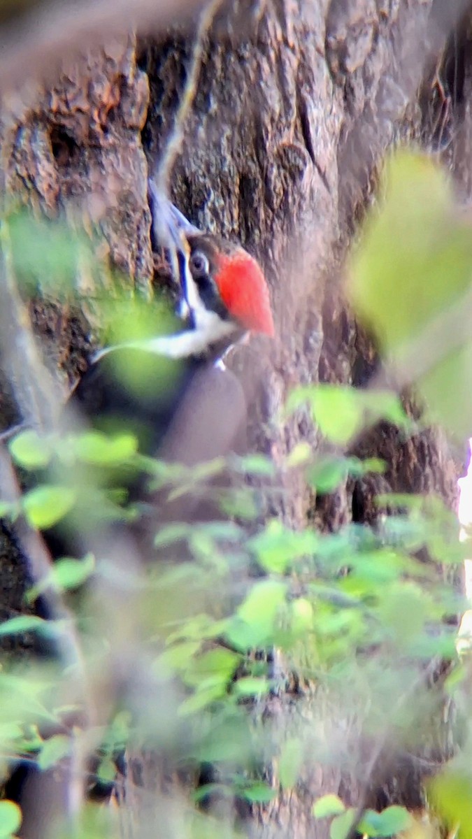 Pileated Woodpecker - ML616797105