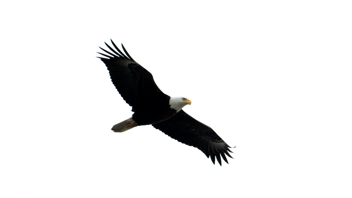 Bald Eagle - ML616797171
