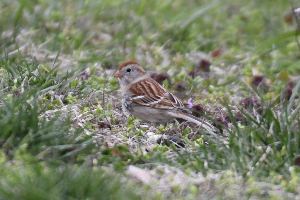 Field Sparrow - ML616797187