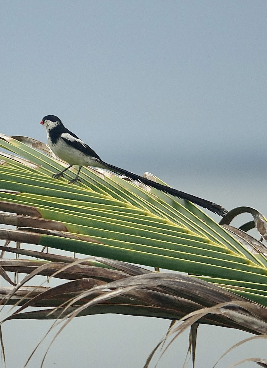 Pin-tailed Whydah - Howie Nielsen