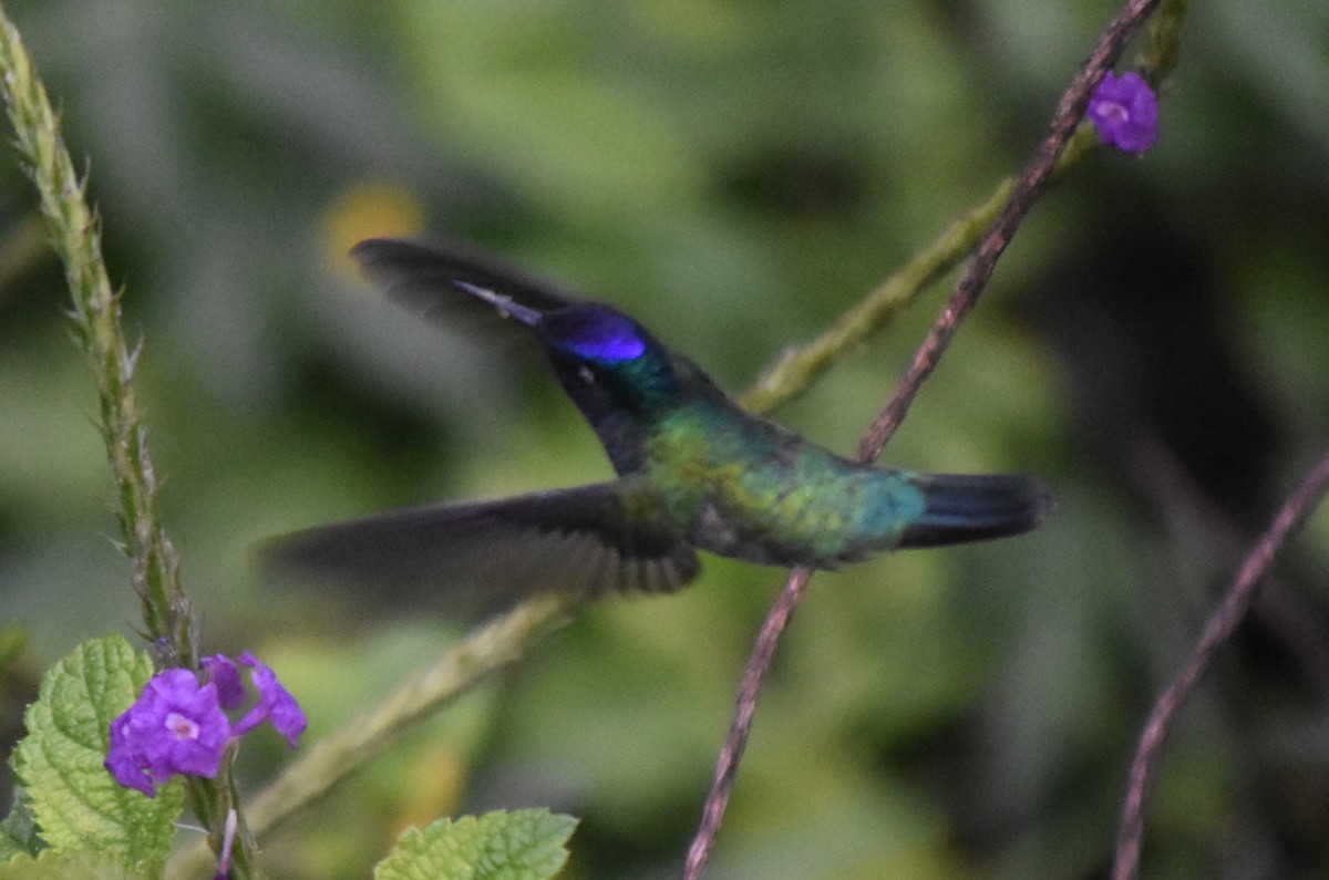 Violet-headed Hummingbird - ML616797333