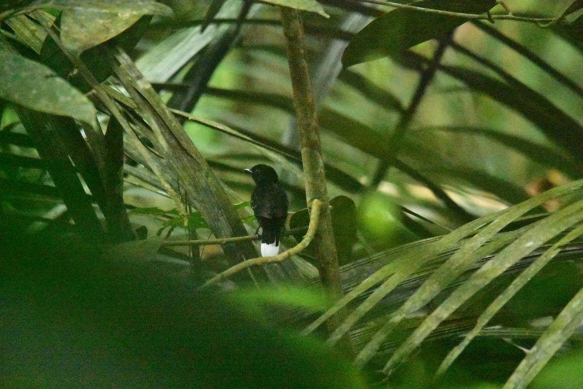 Band-tailed Antshrike - ML616797349