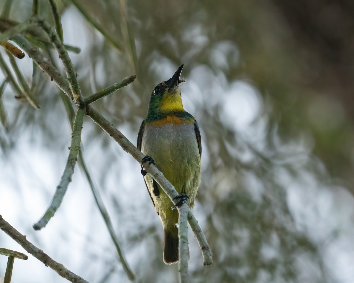 Green Sunbird (Yellow-throated) - ML616797441