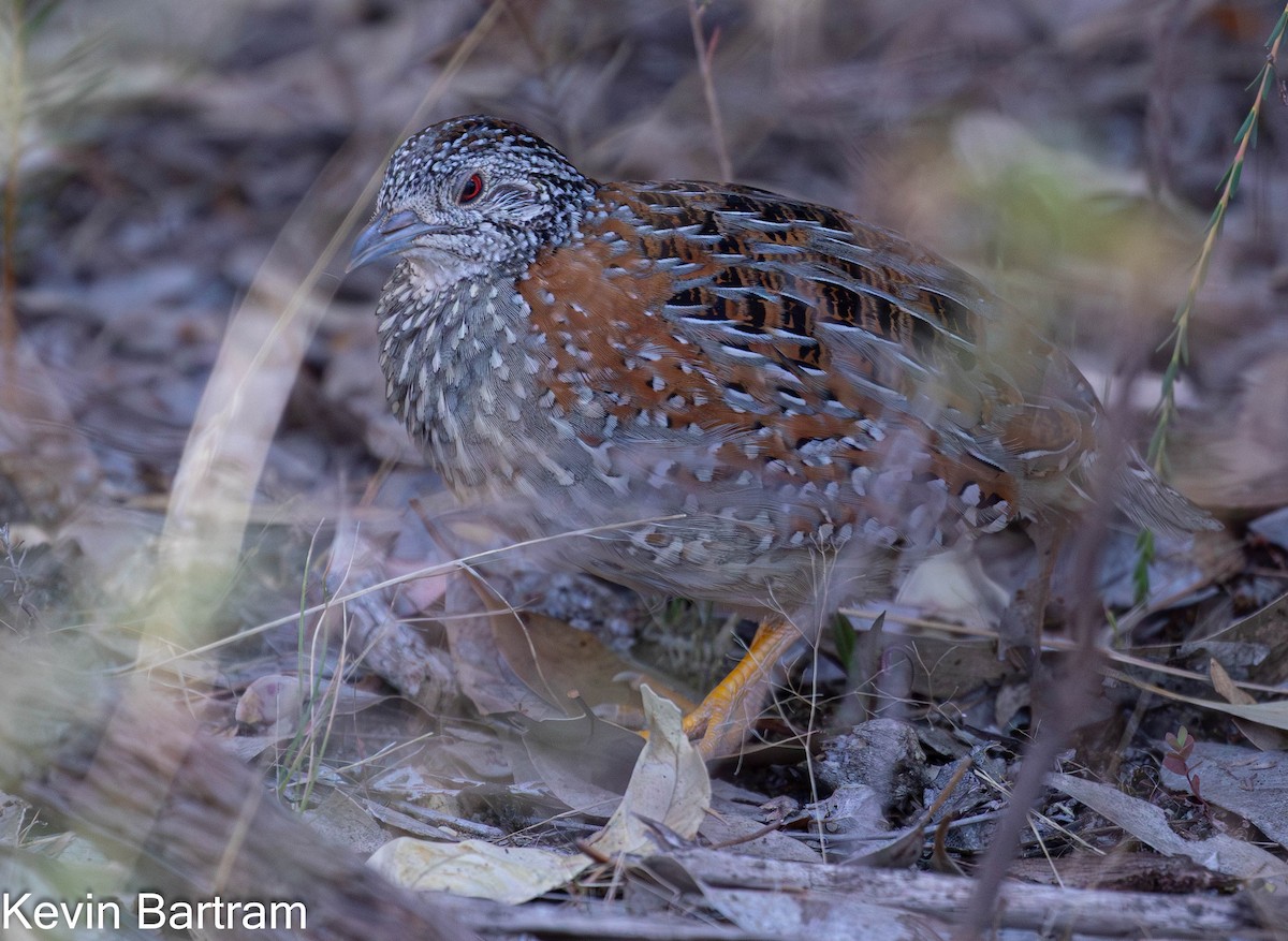 Painted Buttonquail - ML616797451