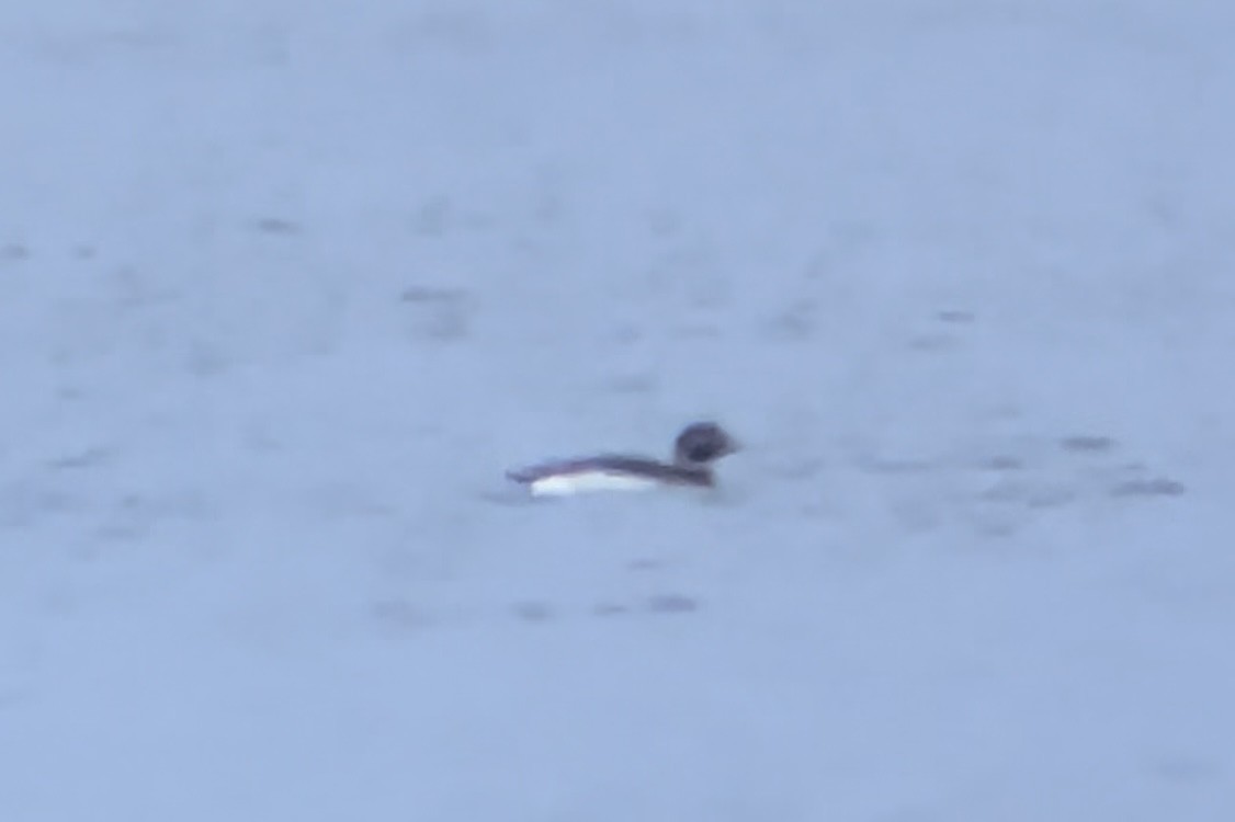 Long-tailed Duck - ML616797459