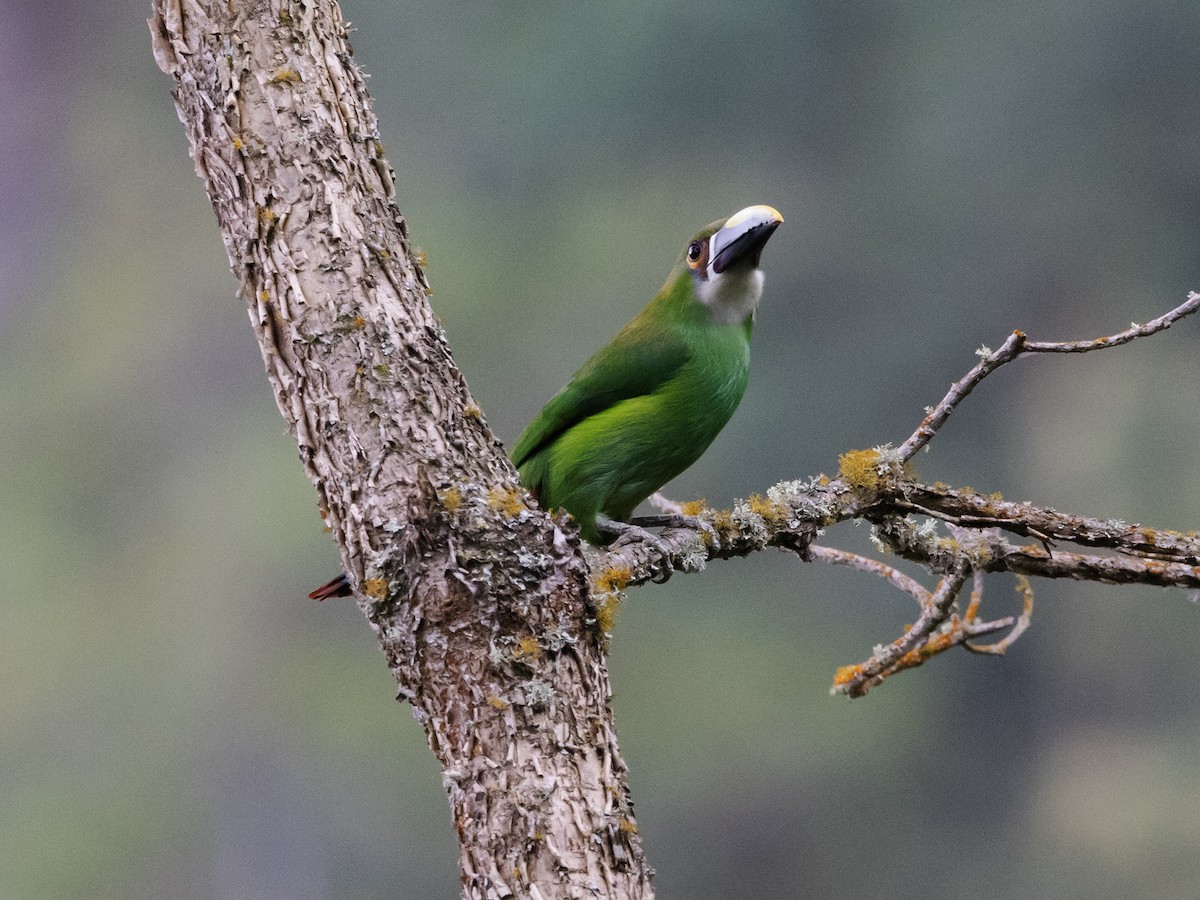 Southern Emerald-Toucanet (Andean) - ML616797466