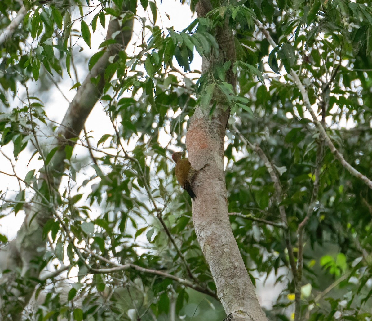 Green-backed Woodpecker (Little Green) - ML616797468