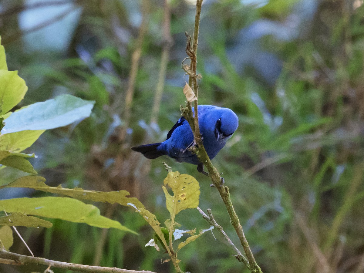 Blue-and-black Tanager - ML616797571
