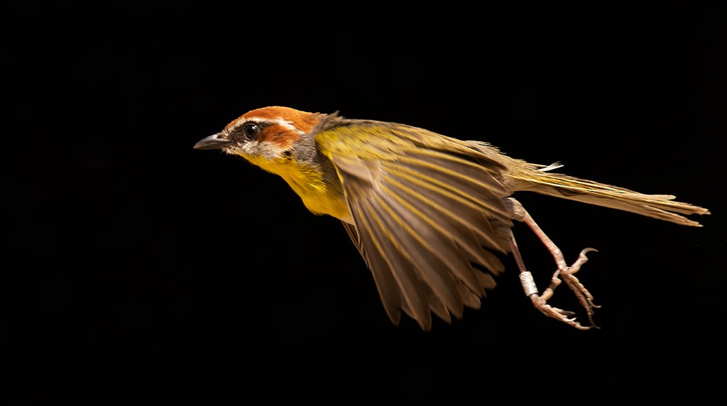 Rufous-capped Warbler (rufifrons Group) - ML616797669