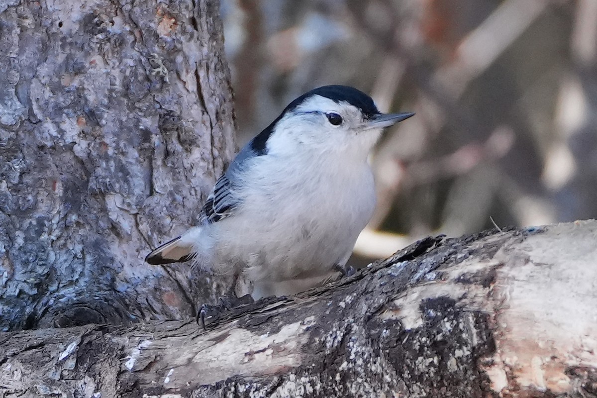 White-breasted Nuthatch - ML616797720