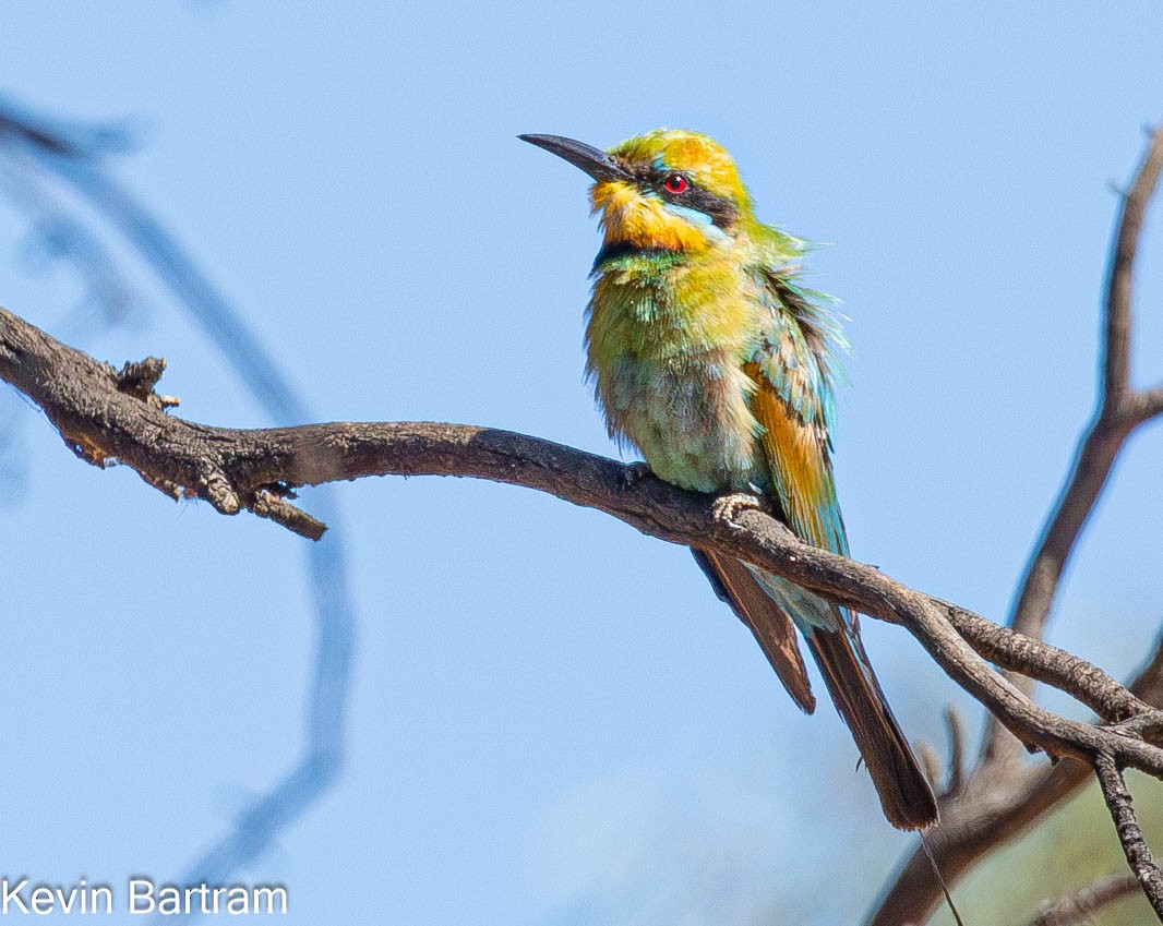 Rainbow Bee-eater - ML616797727