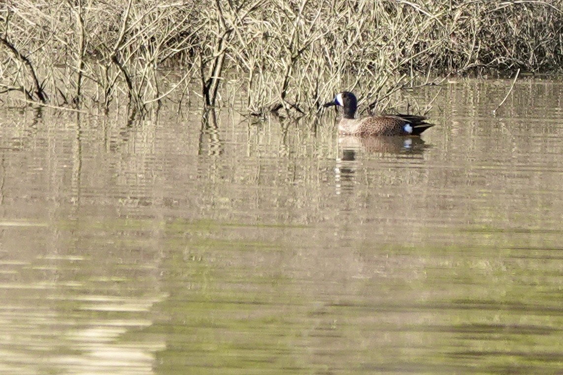 Blue-winged Teal - ML616797787