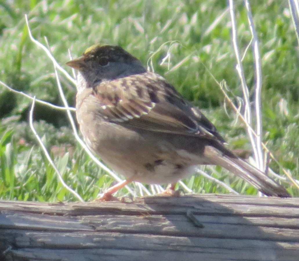 Golden-crowned Sparrow - ML616797801