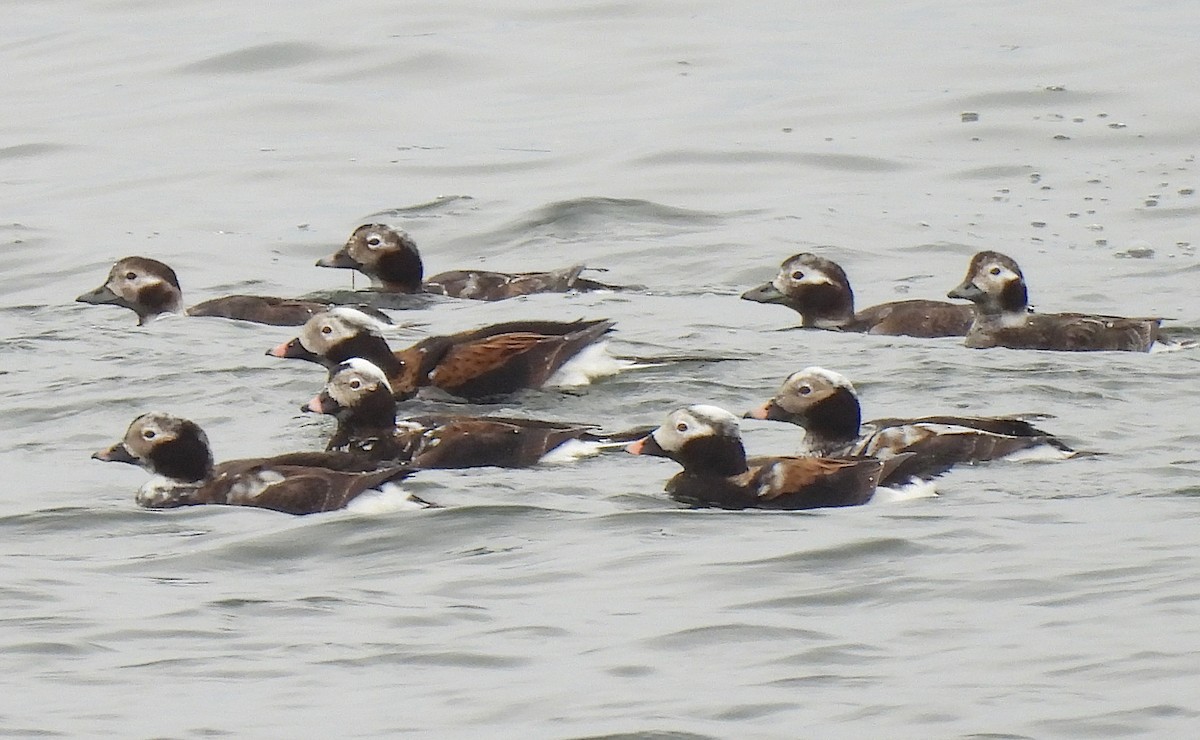 Long-tailed Duck - ML616797916