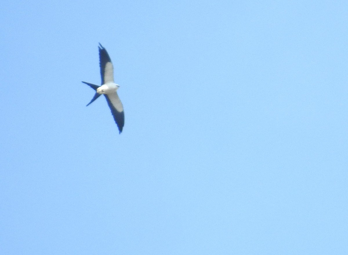 Swallow-tailed Kite - ML616797974