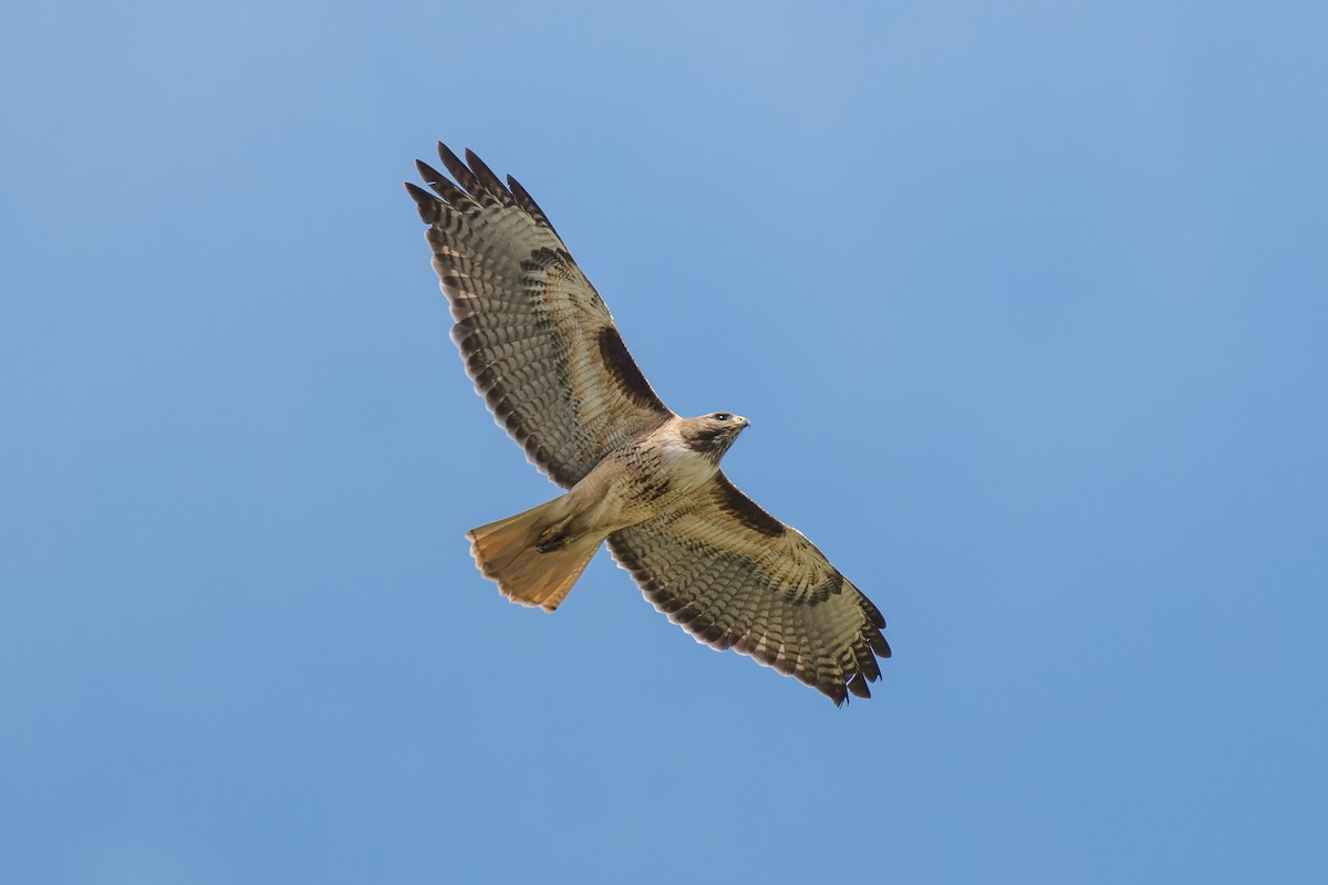 Red-tailed Hawk - ML616798067