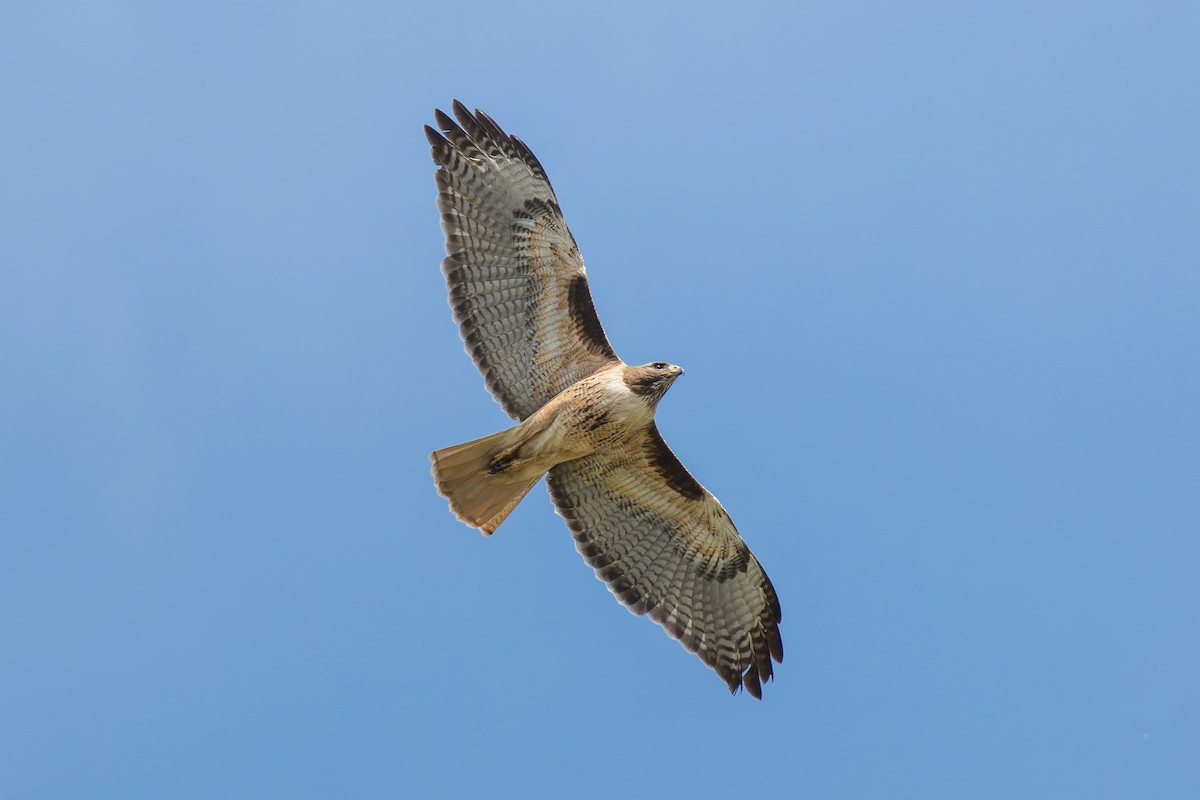 Red-tailed Hawk - ML616798070