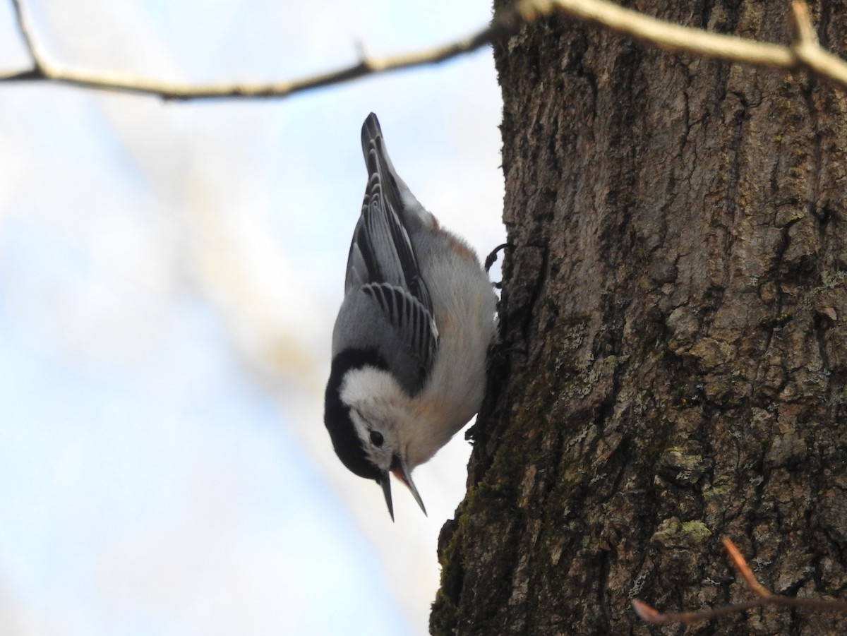 White-breasted Nuthatch - ML616798073