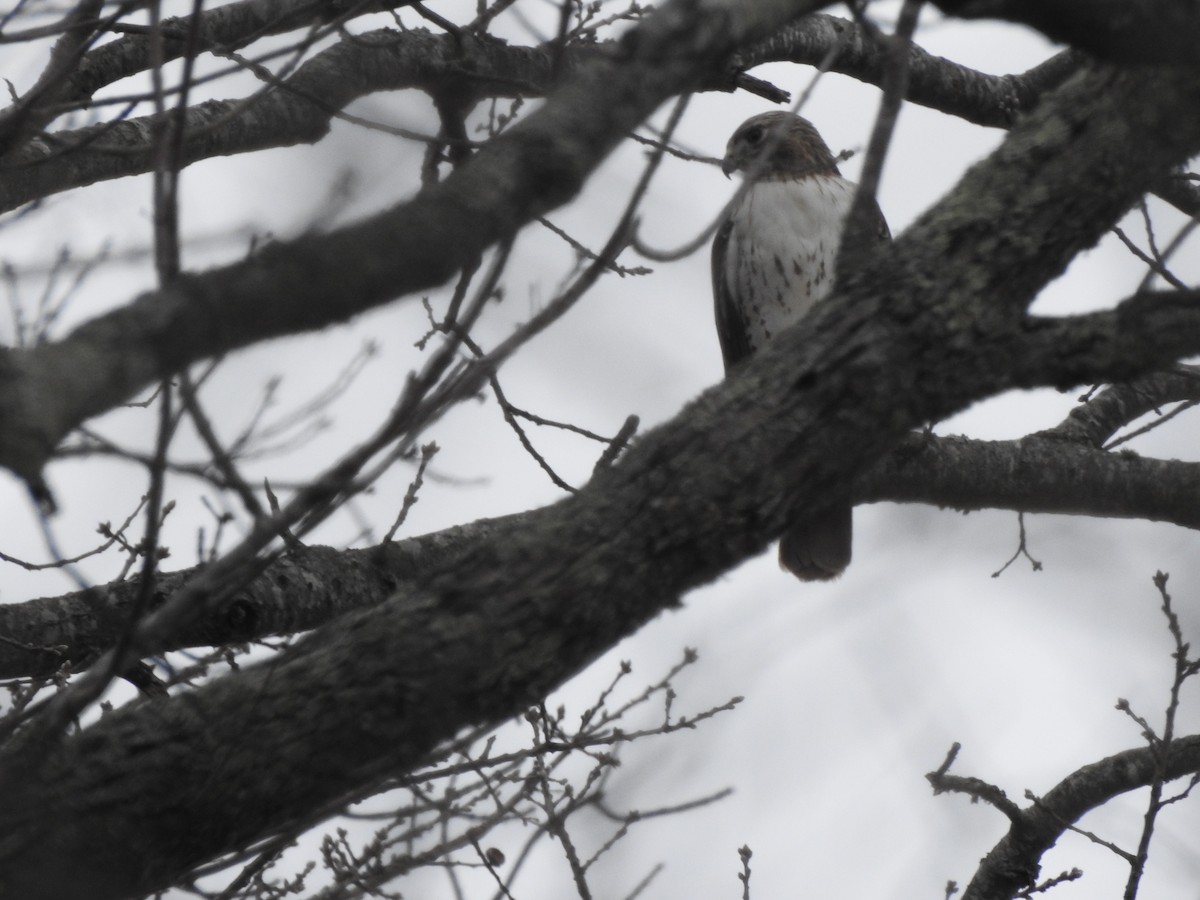 Red-tailed Hawk - ML616798297