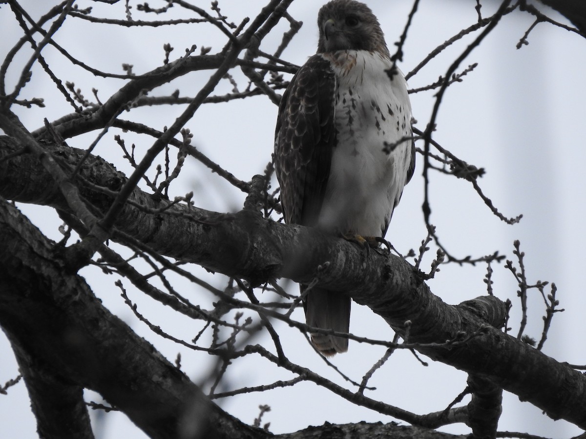 Red-tailed Hawk - ML616798298
