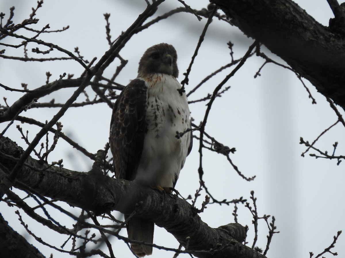 Red-tailed Hawk - ML616798299