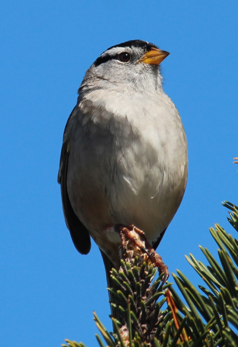 White-crowned Sparrow - ML616798372