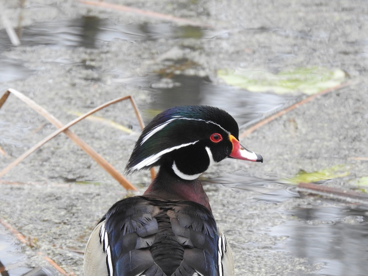 Ebird Checklist Apr Cuyahoga Valley Np Ira Rd Beaver Marsh Species