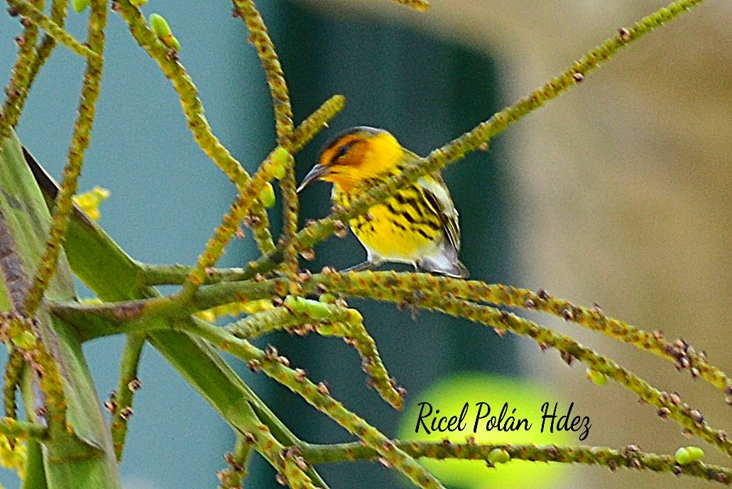 Cape May Warbler - ML616798546
