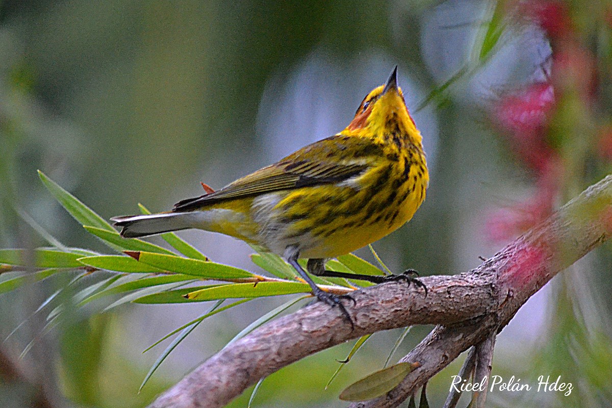 Cape May Warbler - ML616798548
