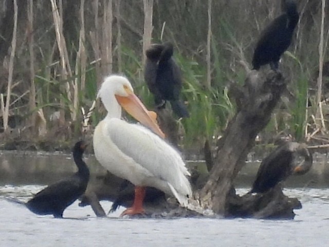 pelikán severoamerický - ML616798560
