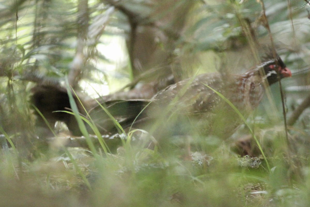 Long-tailed Wood-Partridge - ML616798572