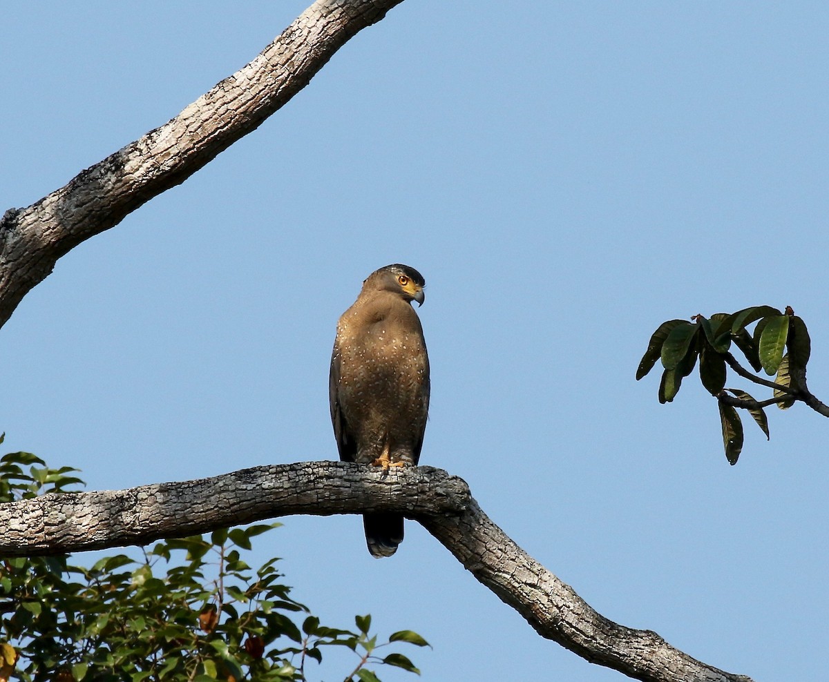 Crested Serpent-Eagle - ML616798647