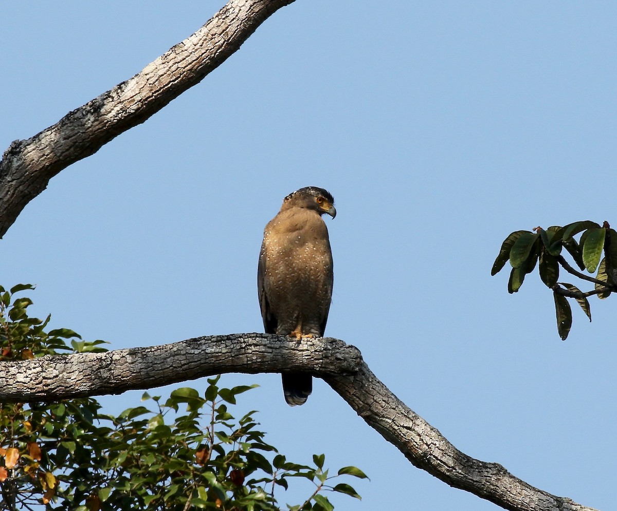 Crested Serpent-Eagle - ML616798648