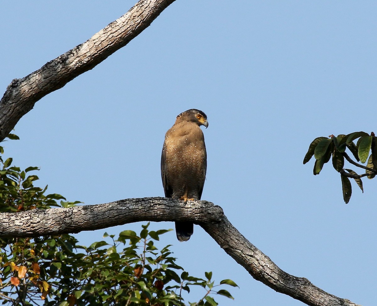 Crested Serpent-Eagle - ML616798651