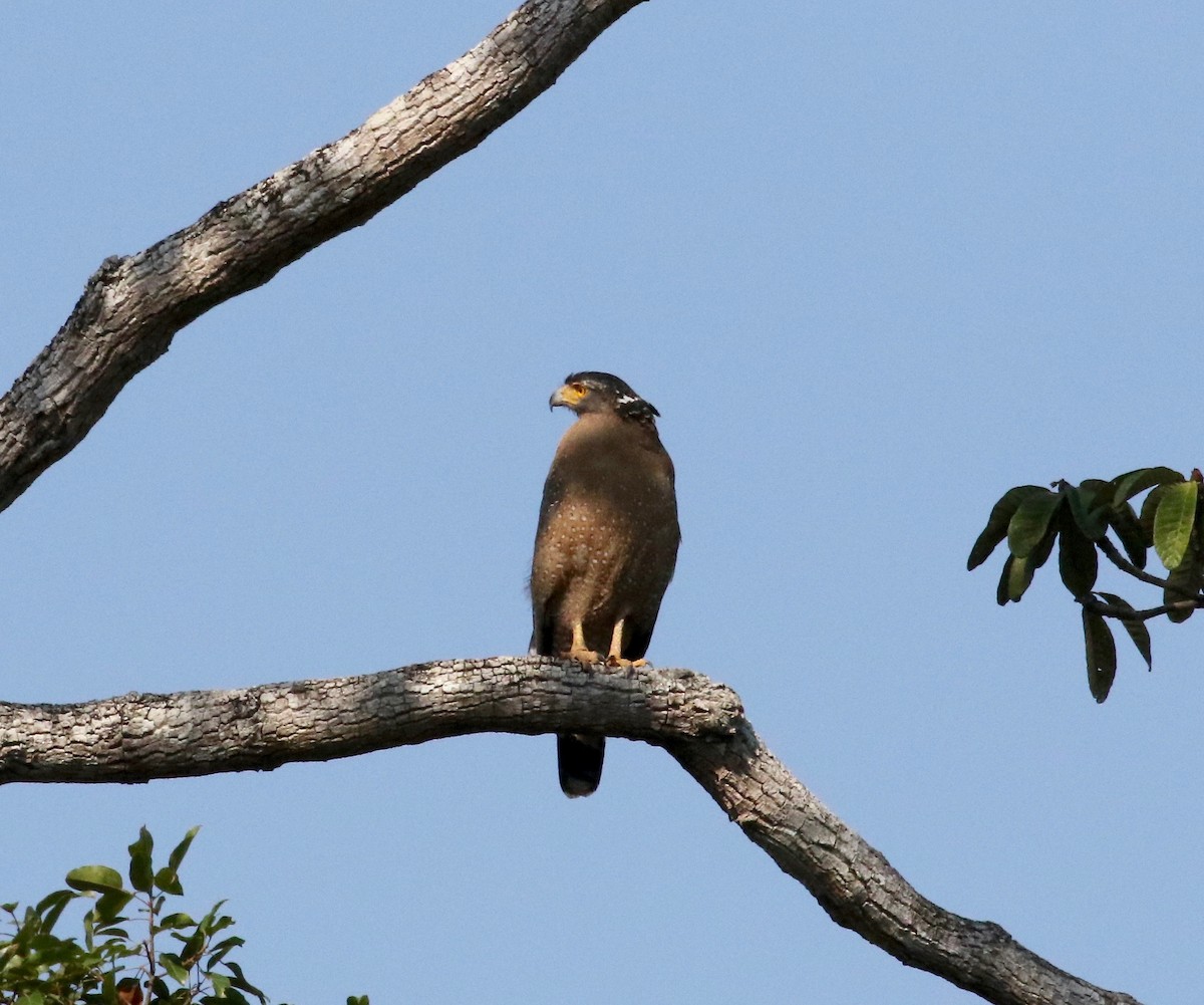 Crested Serpent-Eagle - ML616798652